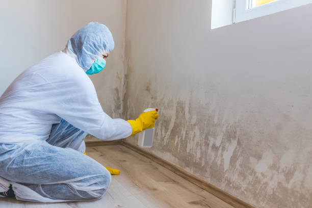 Professional mold removal team in Poulsbo