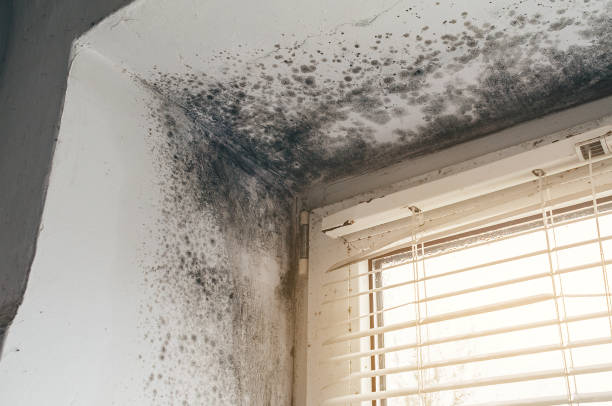 Mold Removal service in Poulsbo